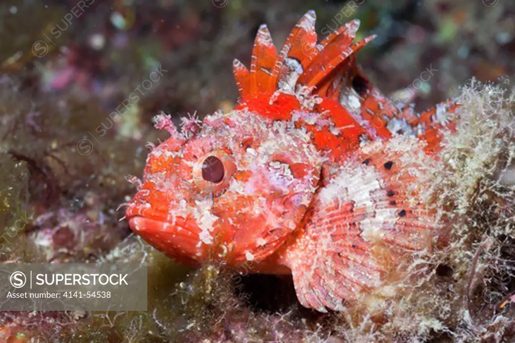 Lesser Red Scorpionfish, Scorpaena Notata, Tamariu, Costa Brava, Mediterranean Sea, Spain