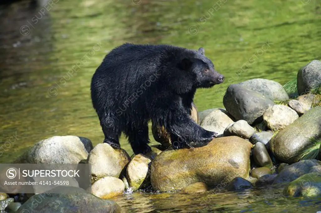 Black Bear (Ursus Americanus), Thornton Fish Hatchery, Ucluelet, British Columbia, Canada