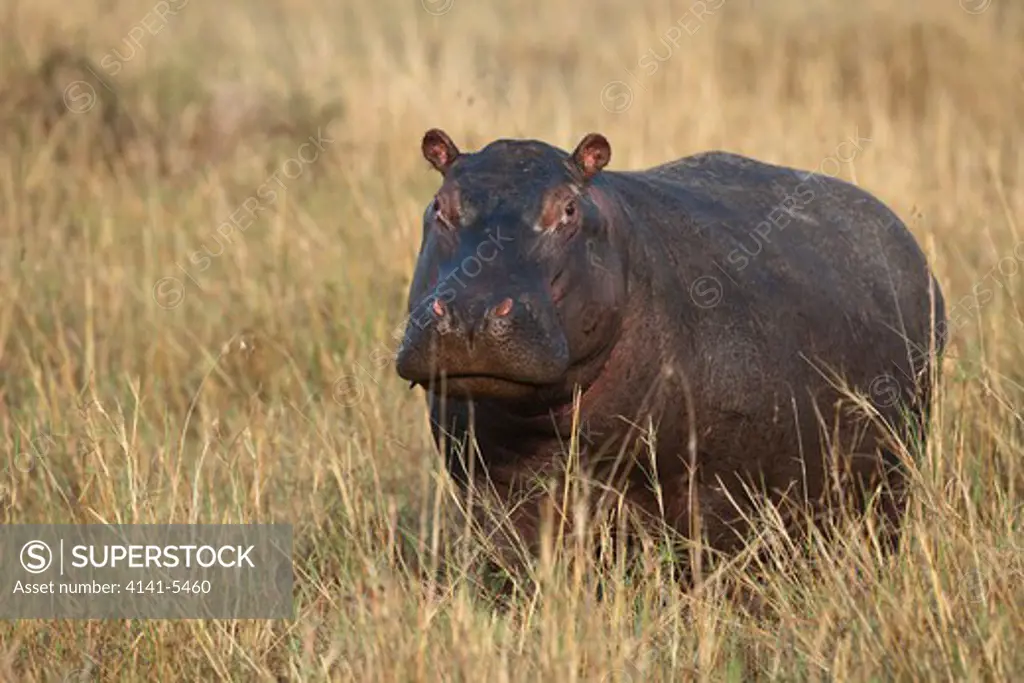 hippopotamus calf in morning light, hippopotamus amphibius; masai mara, kenya.