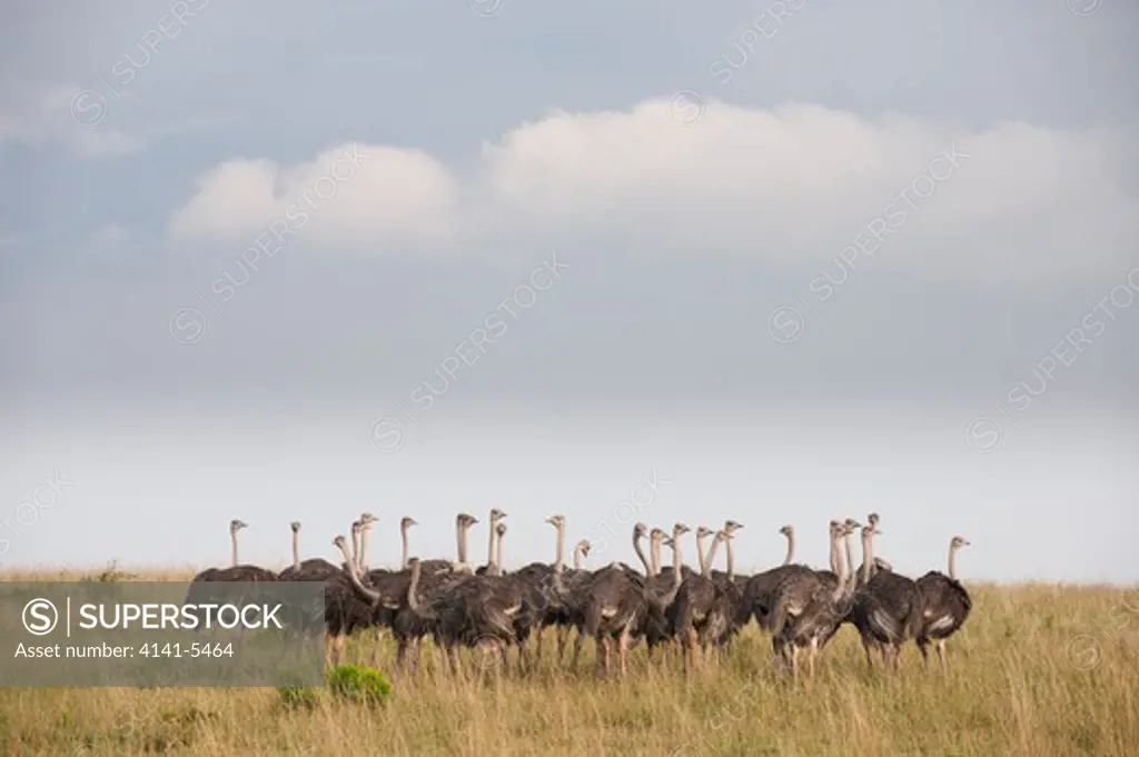 a large group of female masai ostritch, struthio camelus; masai mara, kenya.