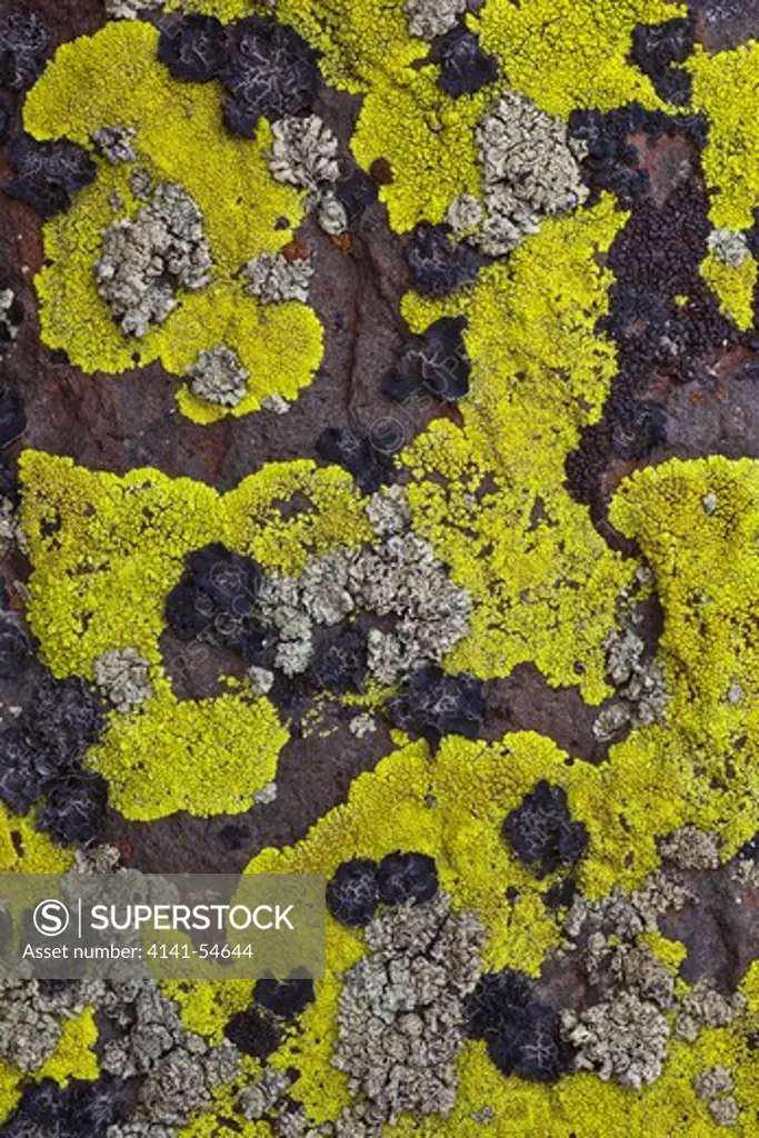 Lichens Thriving On A Basalt Cliff In The Whiskey Dick Unit Of L. T. Murray Wildlife Area (Washington State Department Of Natural Resources), Whiskey Dick Mountain Near The Columbia River, Washington State, Usa, May