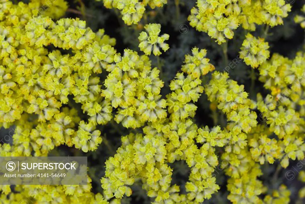Thyme-Leaf Buckwheat (Eriogonum Thymoides) (Aka Thyme Buckwheat) Blooming In The Whiskey Dick Unit Of L. T. Murray Wildlife Area (Washington State Department Of Natural Resources), Whiskey Dick Mountain Near The Columbia River, Washington State, Usa, May