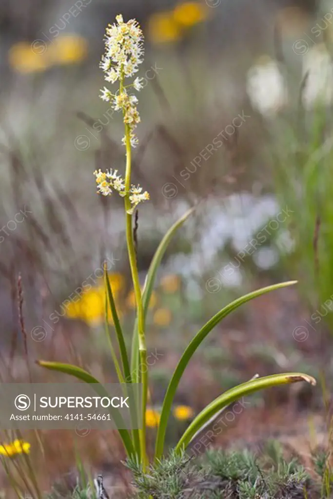 Panicled Death-Camas (Zigadenus Paniculatus) In The Beezley Hills Preserve, A Nature Conservancy-Protected Area Preserving Shrub-Steppe Habitat On The Columbia Plateau, Washington State, Usa, May