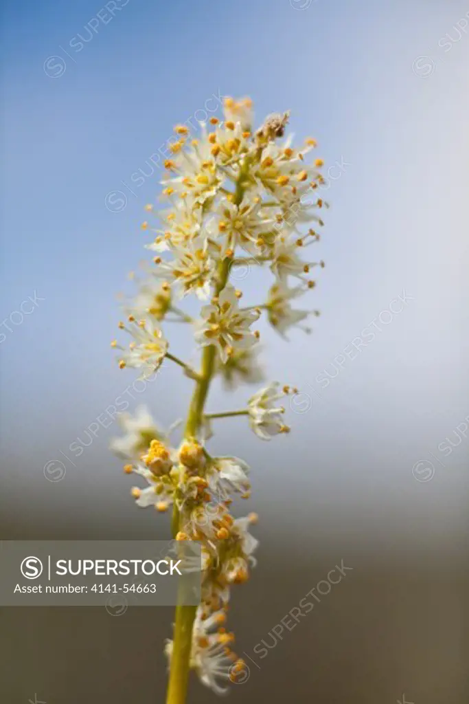 Panicled Death-Camas (Zigadenus Paniculatus) In The Beezley Hills Preserve, A Nature Conservancy-Protected Area Preserving Shrub-Steppe Habitat On The Columbia Plateau, Washington State, Usa, May