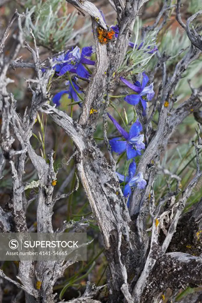 Upland Larkspur (Delphinium Nuttallianum) Among Sagebrush In The Beezley Hills Preserve, A Nature Conservancy-Protected Area Preserving Shrub-Steppe Habitat On The Columbia Plateau, Washington State, Usa, May