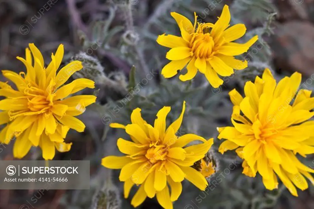 Low Hawksbeard (Crepis Modocensis) Blooming In The Beezley Hills Preserve, A Nature Conservancy-Protected Area Preserving Shrub-Steppe Habitat On The Columbia Plateau, Washington State, Usa, May