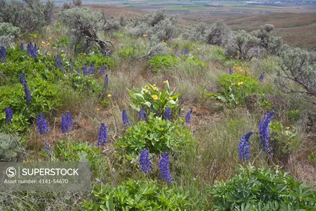 Big-Leaf Lupine (Lupinus Polyphyllus) Flowering In The Beezley Hills Preserve, A Nature Conservancy-Protected Area Preserving Shrub-Steppe Habitat On The Columbia Plateau, Washington State, Usa, May
