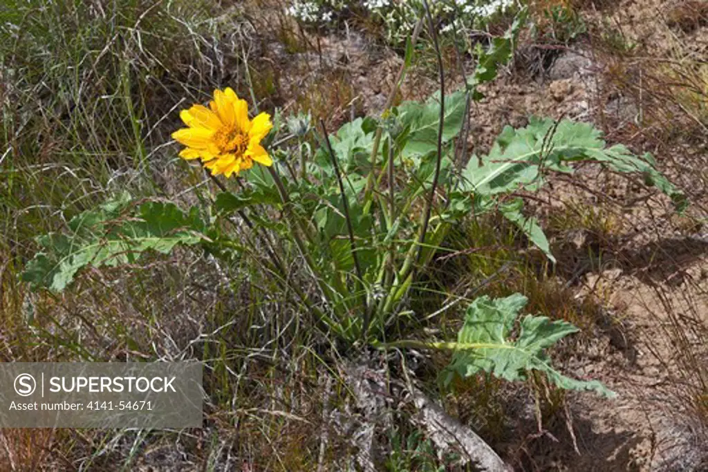 Hybrid Of Arrow-Leaf Balsamroot (Balsamorhiza Sagittata)  And Hooker'S Balsamroot (Balsamorhiza Hookeri) Blooming In The Beezley Hills Preserve, A Nature Conservancy-Protected Area Preserving Shrub-Steppe Habitat On The Columbia Plateau, Washington State, Usa, May