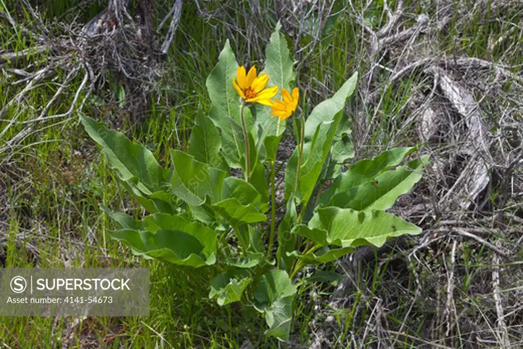 Arrow-Leaf Balsamroot (Balsamorhiza Sagittata) Blooming In The Beezley Hills Preserve, A Nature Conservancy-Protected Area Preserving Shrub-Steppe Habitat On The Columbia Plateau, Washington State, Usa, May