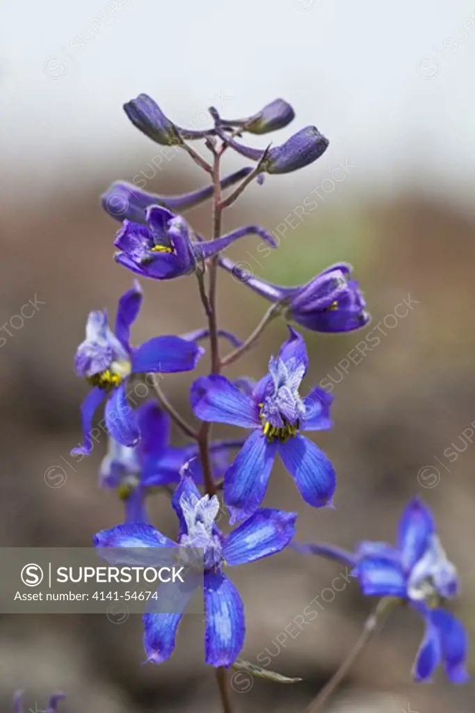 Upland Larkspur (Delphinium Nuttallianum) In The Beezley Hills Preserve, A Nature Conservancy-Protected Area Preserving Shrub-Steppe Habitat On The Columbia Plateau, Washington State, Usa, May