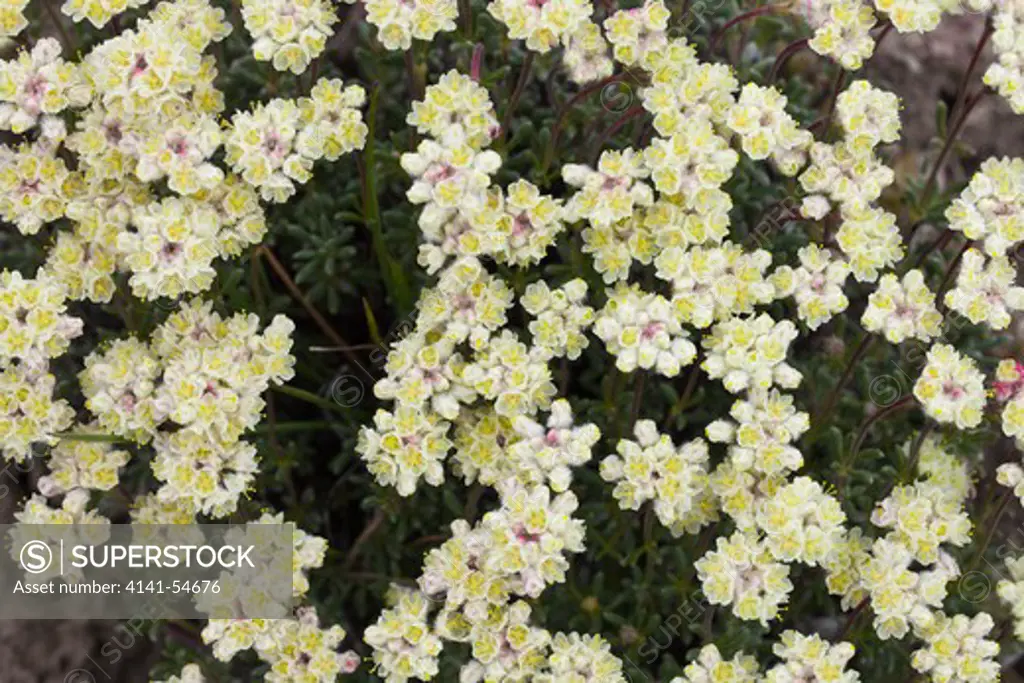 Thyme-Leaf Buckwheat (Eriogonum Thymoides) In The Beezley Hills Preserve, A Nature Conservancy-Protected Area Preserving Shrub-Steppe Habitat On The Columbia Plateau, Washington State, Usa, May