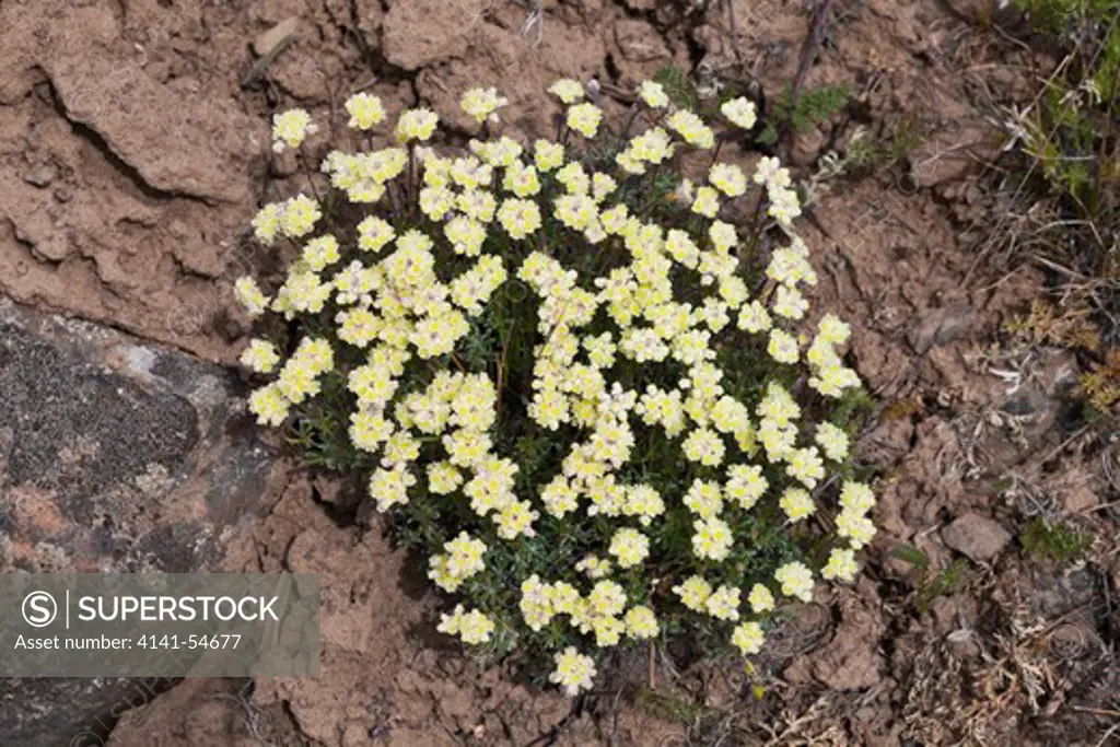 Thyme-Leaf Buckwheat (Eriogonum Thymoides) In The Beezley Hills Preserve, A Nature Conservancy-Protected Area Preserving Shrub-Steppe Habitat On The Columbia Plateau, Washington State, Usa, May
