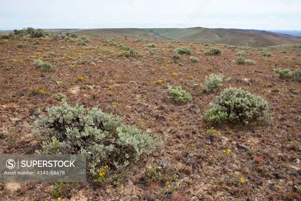 Shrub-Steppe Landscape Of The Beezley Hills Preserve, A Nature Conservancy-Protected Area On The Columbia Plateau, Washington State, Usa, May