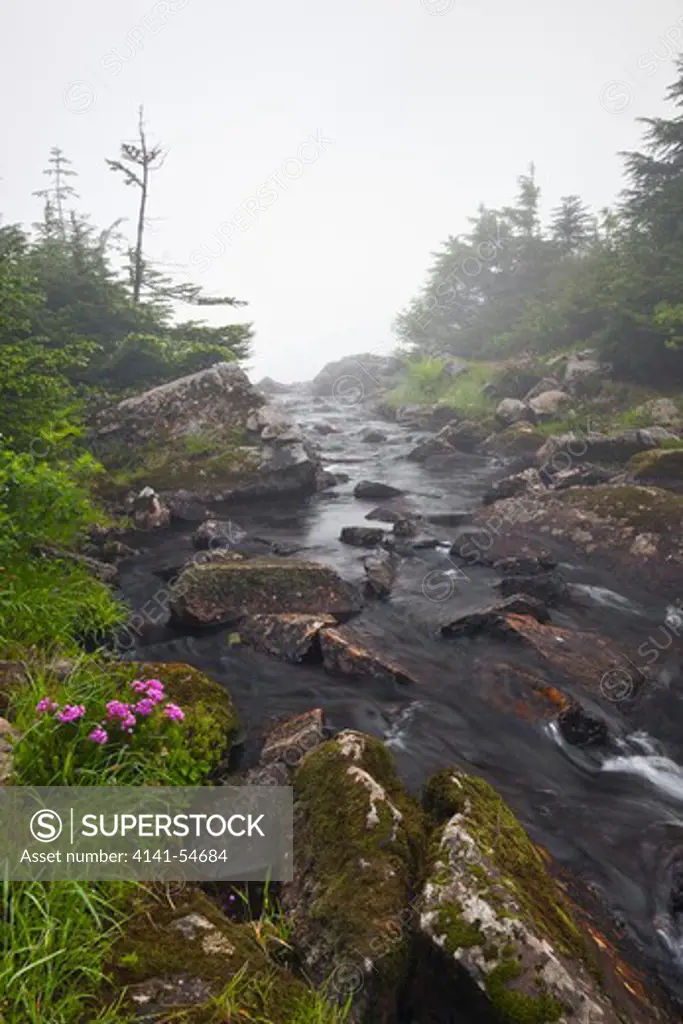 Stream Flowing Between The Upper And Lower Melakwa Lakes, In Fog, Mt. Baker-Snoqualmie National Forest, Washington State, Usa,  July
