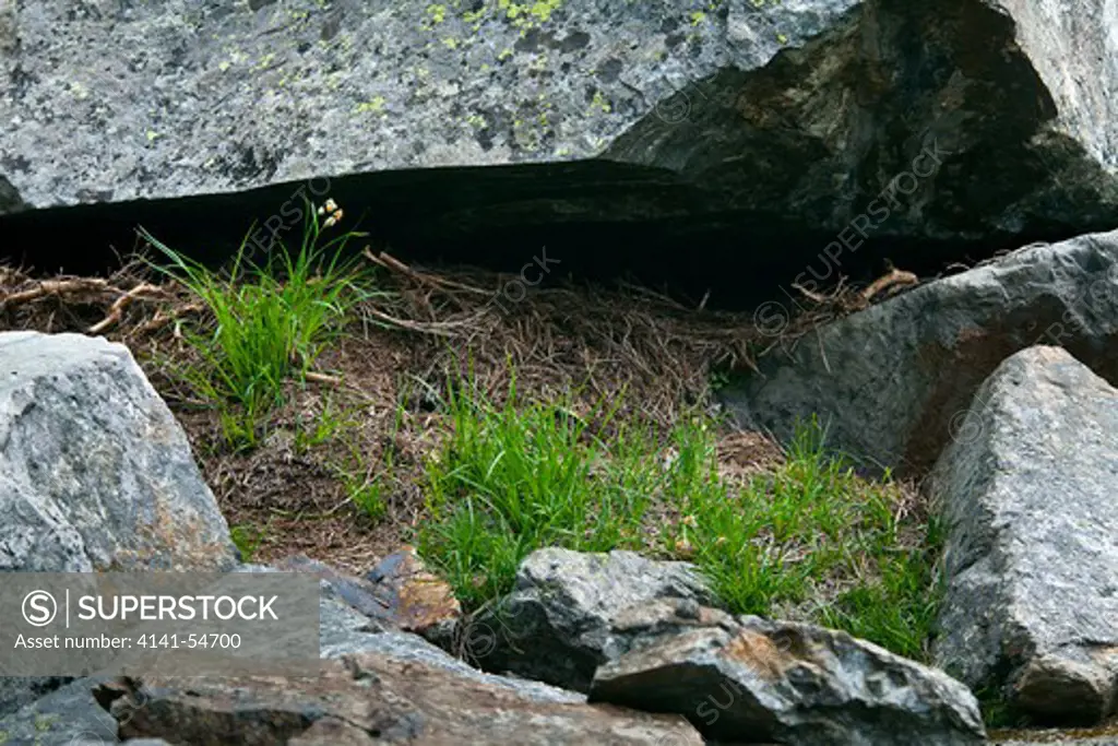 American Pika (Ochotona Princeps) (Aka Coney Or Rock Rabbit) Haypile Stored Under A Rock For Winter Use, In A Subalpine Meadow Adjacent To A Talus Slope On The Shore Of Melakwa Lake, Mt. Baker-Snoqualmie National Forest, Washington State, Usa,  August,