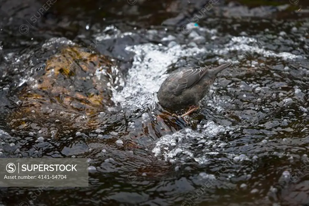 Juvenile American Dipper (Cinclus Mexicanus) (Aka Water Ouzel) Feeding Along Creek Entering Into Melakwa Lake, Mt. Baker-Snoqualmie National Forest, Washington State, Usa,