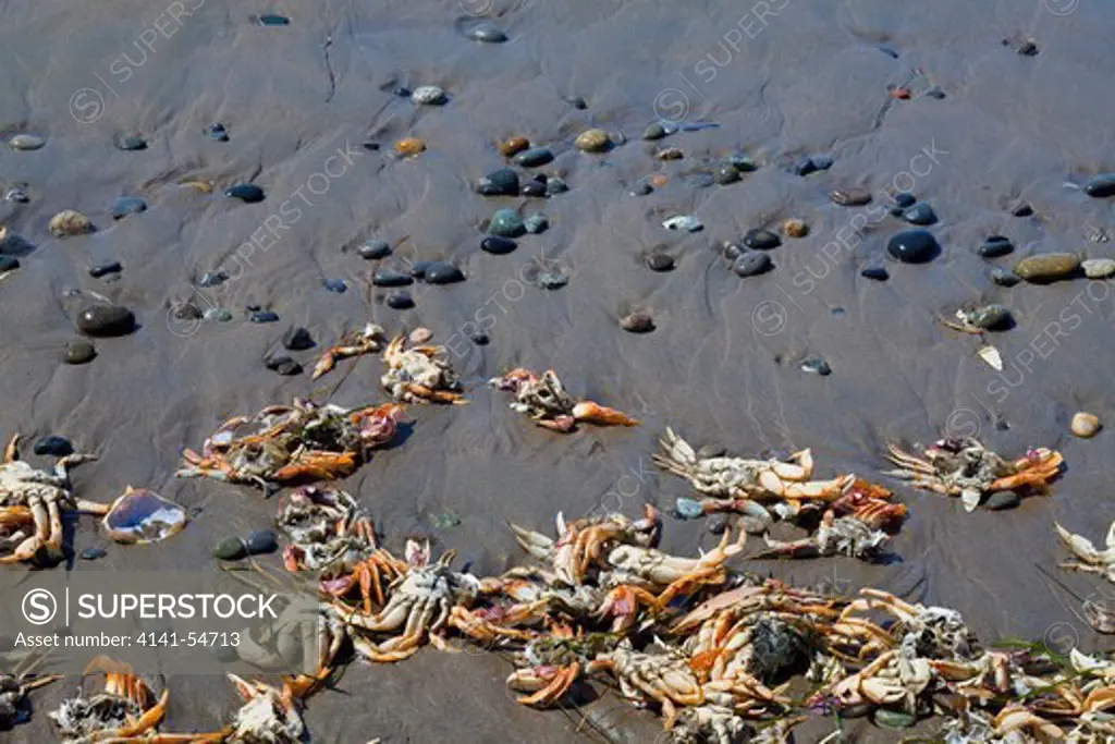 Molted Parts Of Dungeness Crabs (Cancer Magister) On Sandy Shi Shi Beach In Olympic National Park, Washington State, Usa, June, Point_Of_Arches-425