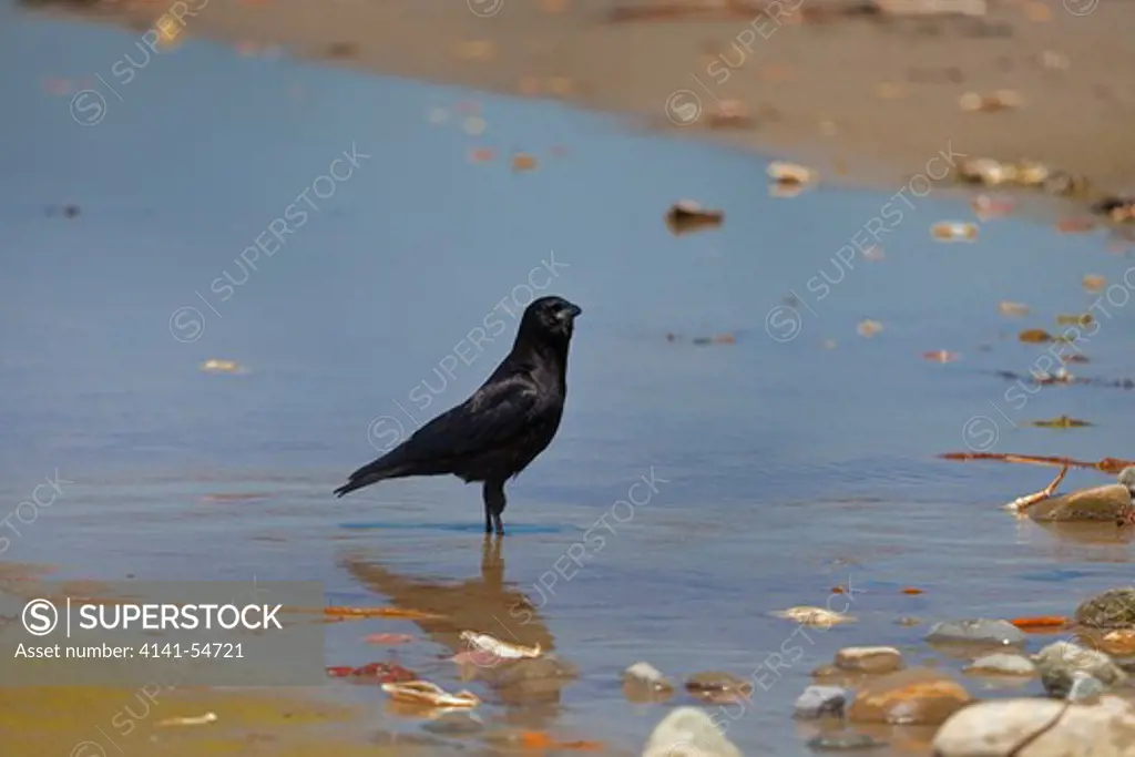 Northwestern Crow (Corvus Caurinus) Foraging In Willoughby Creek Along Shi Shi Beach, Olympic National Park, Washington State, Usa, June, Point_Of_Arches-402