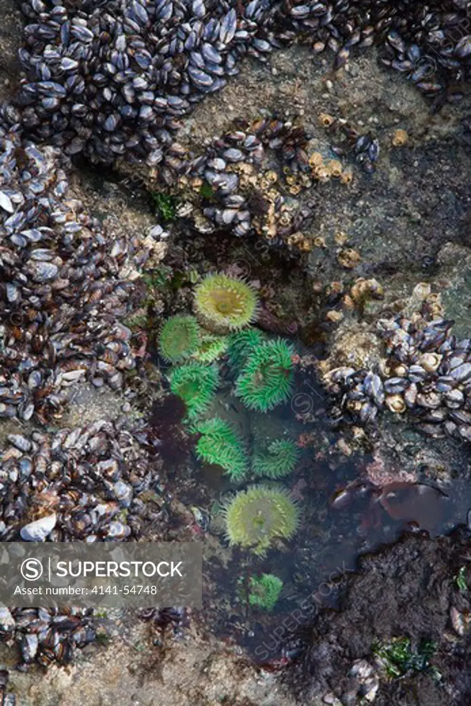 Giant Green Anemone (Anthopleura Xanthogrammica) In A Tide Pool Bordered By California Mussels (Mytilus Californianus), Point Of Arches, Olympic National Park, Washington State, Usa, June, Point_Of_Arches-215