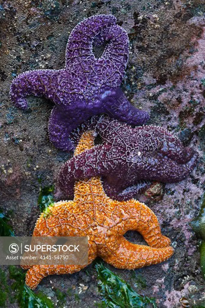 Orange And Purple Color Variants Of Ochre Sea Star (Pisaster Ochraceus) (Aka Purple Sea Star And Common Sea Star) On Rocks At  Low Tide, Point Of Arches, Olympic National Park, Washington State, Usa, June, Point_Of_Arches-205
