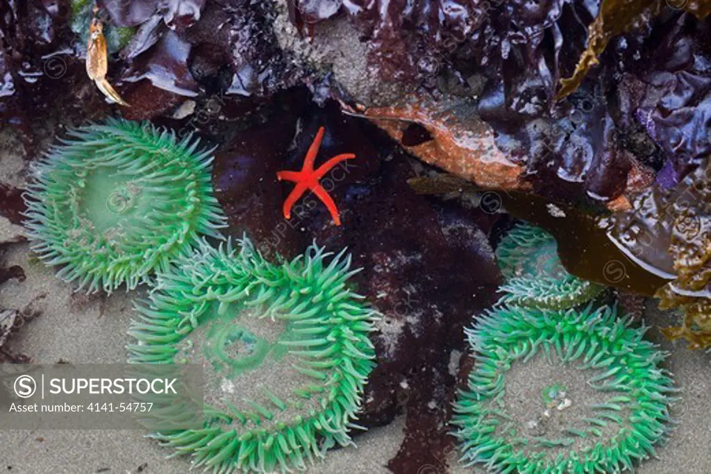 Blood Star (Henricia Leviuscula) With Giant Green Anemone (Anthopleura Xanthogrammica) In A Tide Pool, Point Of Arches, Olympic National Park, Washington State, Usa, June, Point_Of_Arches-178