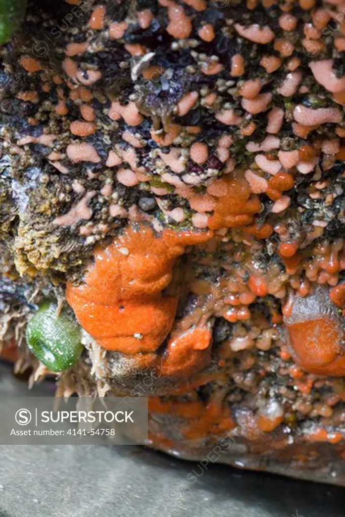 Velvety Red Sponge (Ophlitaspongia Pennata) Living On Rock Under An Overhang, With The Tide Out, Olympic National Park, Washington State, Usa, June, Point_Of_Arches-175