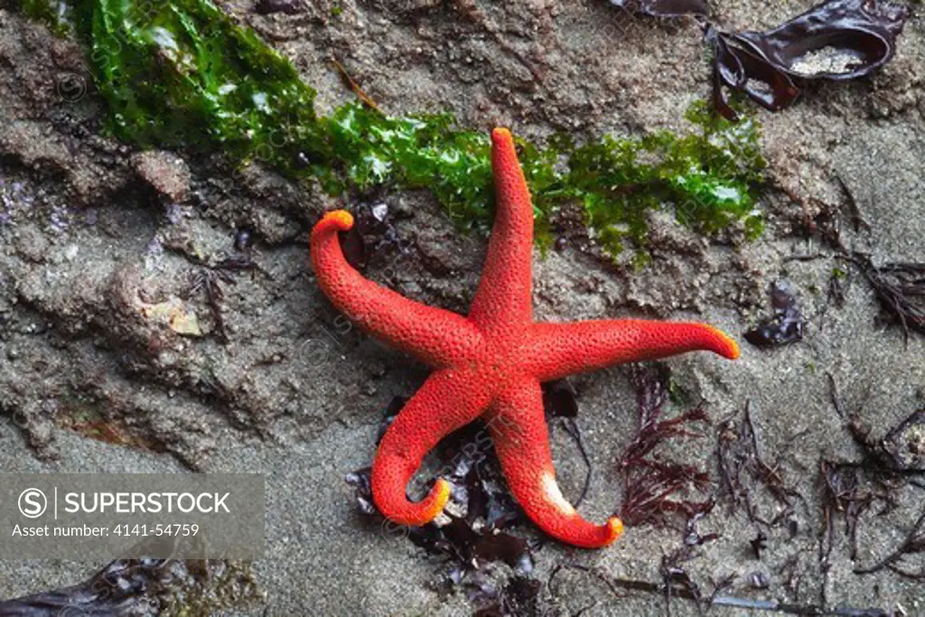 Blood Star (Henricia Leviuscula) Exposed At Low Tide At Point Of Archesolympic National Park, Washington State, Usa, June, Point_Of_Arches-165