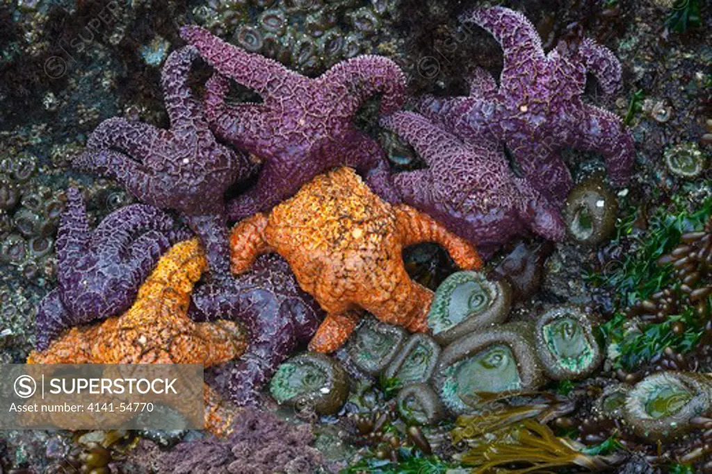 Orange And Purple Color Variants Of Ochre Sea Star (Pisaster Ochraceus) (Aka Purple Sea Star And Common Sea Star) With Closed Giant Green Anemones (Anthopleura Xanthogrammica) On Rock At  Low Tide, Point Of Arches, Olympic National Park, Washington State, Usa, June, Point_Of_Arches-125