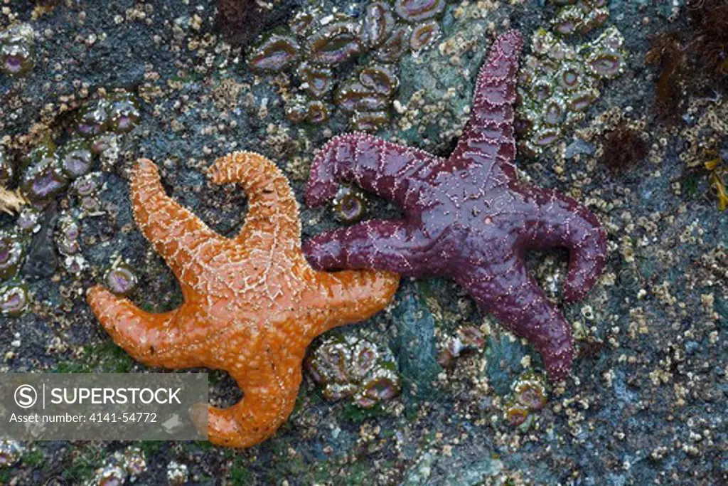 Orange And Purple Color Variants Of Ochre Sea Star (Pisaster Ochraceus) (Aka Purple Sea Star And Common Sea Star) On Rocks At  Low Tide, Point Of Arches, Olympic National Park, Washington State, Usa, June, Point_Of_Arches-104