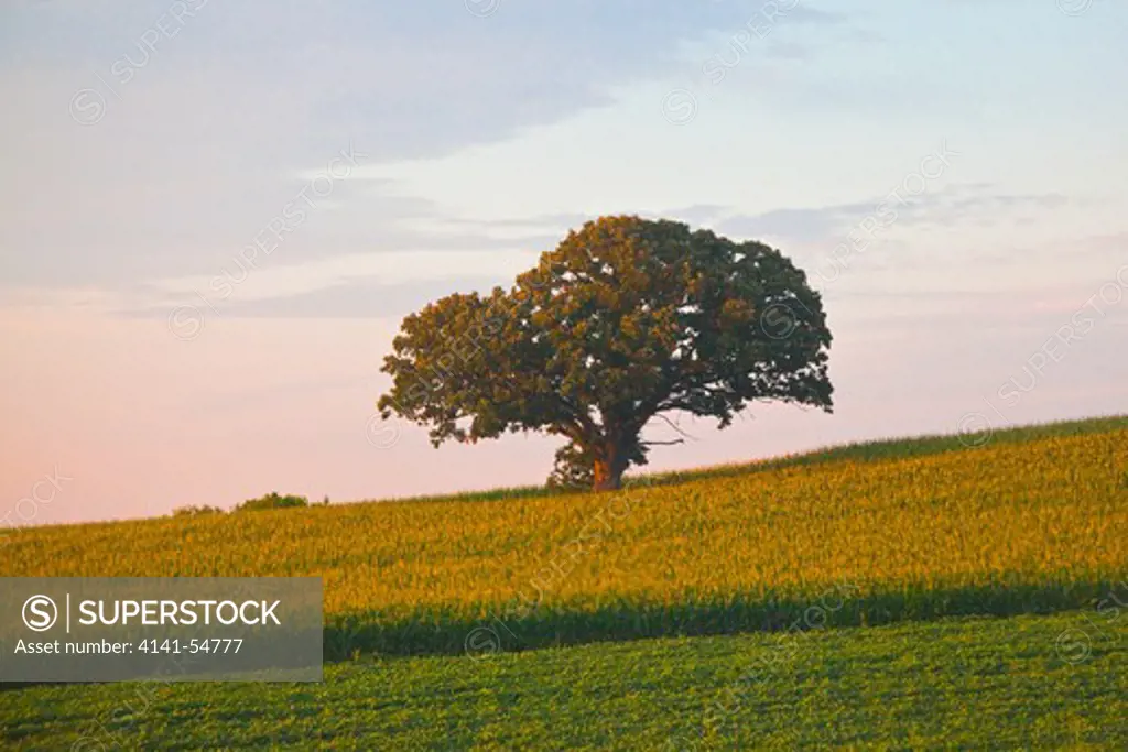 Old Oak And Cornfield In Wisconsin In Sunset Light, Viewed From The Amtrak Empire Builder Train, Usa, Empire_Builder-107