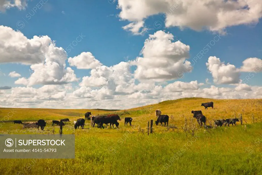 Cattle On Prairie Landscape And Billowing Cumulus Clouds On The Northern Great Plains, Viewed From The Amtrak Empire Builder, Usa, Empire_Builder-177
