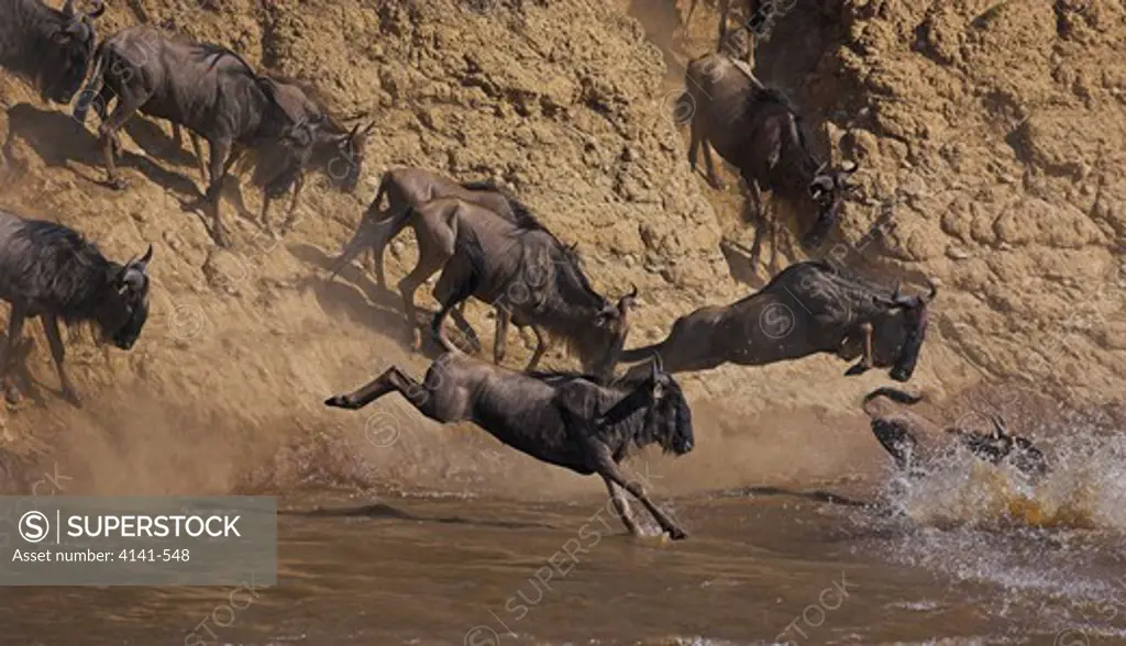 common wildebeest connochaetes taurinus jumping into river during migration masai mara, kenya