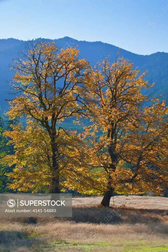 Bigleaf Maples (Acer Macrophyllum) In Autumn, In A Meadow On Private Land In The Dosewallips River Valley, Olympic Peninsula, Washington State, Usa