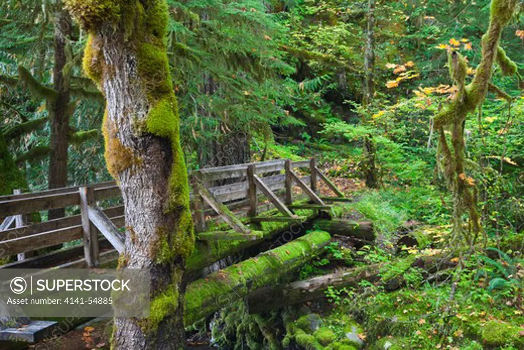 Footbridge Over Elk Creek, Along The Shady Lane Trail, In The Staircase Area Of Olympic National Park, Washington, Usa, October