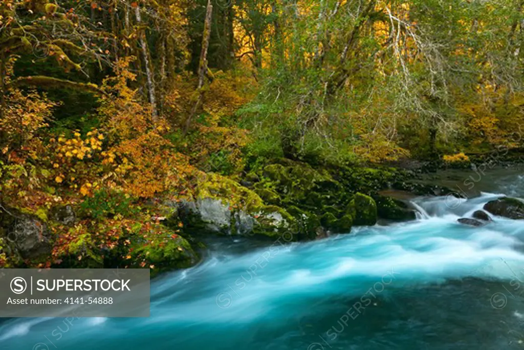 Water Colored By Glacial Flour And The Forest Colored By Autumn, Along A River Bank Of  The Dosewallips River, Olympic National Forest, Washington State, Usa, October