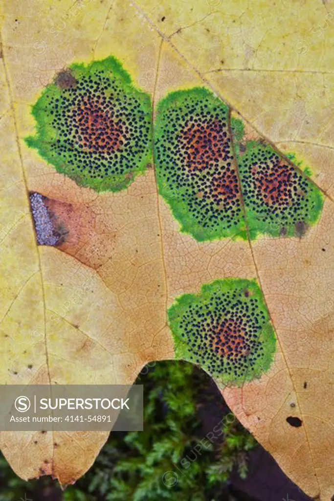Fungal Disease Known As Tar Spot Of Maple (Rhytisma Pnctatum) On A Fallen Autumn Leaf Of Bigleaf Maple (Acer Macrophyllum) In The Staircase Rapids Area Of Olympic National Park, Washington, Usa, October
