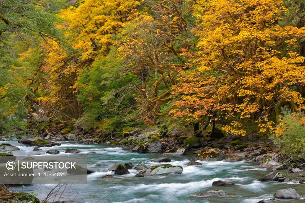 Autumn Forest Along Staircase Rapids Of The North Fork Skokomish River In Olympic National Park, Washington, Usa, October