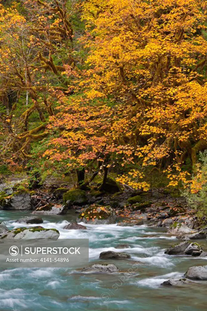 Autumn Forest Along Staircase Rapids Of The North Fork Skokomish River In Olympic National Park, Washington, Usa, October