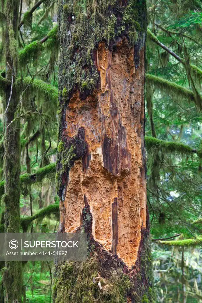 Major Excavation In A Dead Tree By A Pileated Woodpecker (Drycopus Pileatus) In The Staircase Rapids Area Of Olympic National Park, Washington, Usa, October