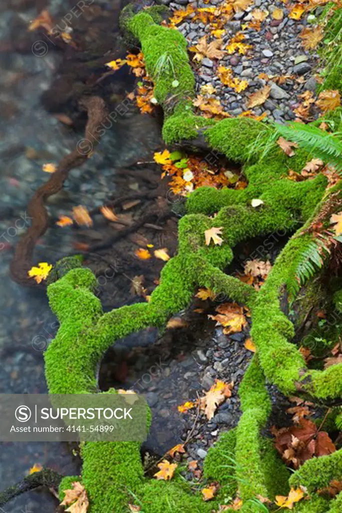 Moss-Covered Roots Of A Large Bigleaf Maple (Acer Macrophyllum) Along Elk Creek In The Staircase Rapids Area Of Olympic National Park, Washington, Usa, October