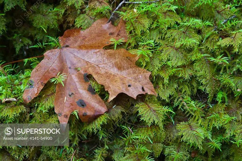 Fallen Bigleaf Maple (Acer Macrophylum) On A Rich Best Of Moss In The Staircase Rapids Area Of Olympic National Park, Washington, Usa, October