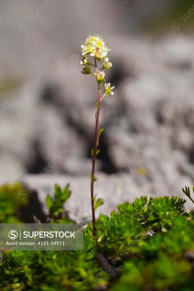 Partridgefoot (Luetkea Pectinata) Flowering In The Goat Rocks Wilderness, Gifford Pinchot National Forest, Cascade Mountains, Washington State, Usa, September,