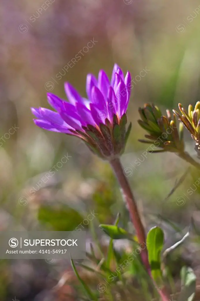 Tundra Aster (Aka Hayden'S Aster)(Oreostemma Alpigenum) (Aka Aster Alpigenus) Blooming On The Alpine Slopes Of Old Snowy In The Goat Rocks Wilderness, Gifford Pinchot National Forest, Cascade Mountains, Washington State, Usa, September