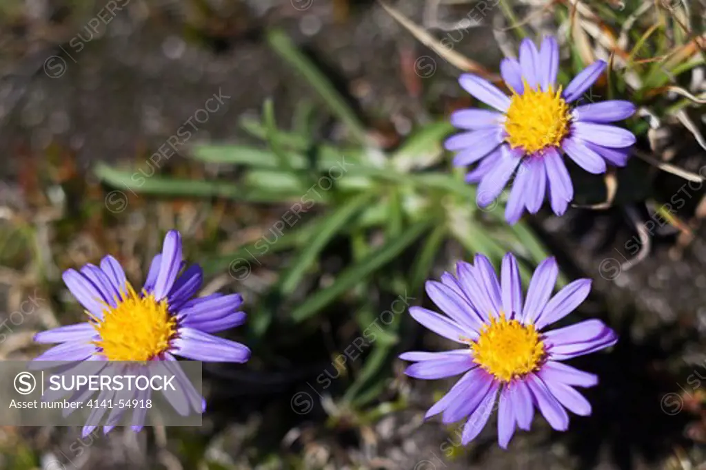 Tundra Aster (Aka Hayden'S Aster)(Oreostemma Alpigenum) (Aka Aster Alpigenus) Blooming On The Alpine Slopes Of Old Snowy In The Goat Rocks Wilderness, Gifford Pinchot National Forest, Cascade Mountains, Washington State, Usa, September