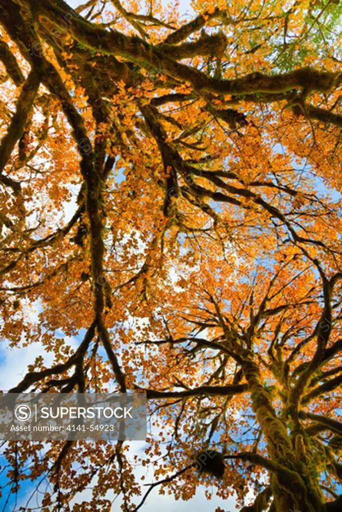 Autumn Leaves On Large Bigleaf Maple (Acer Macrophyllum) Trees In The Staircase Area Of The North Fork Skokomish River Of Olympic National Park, Washington State, Usa