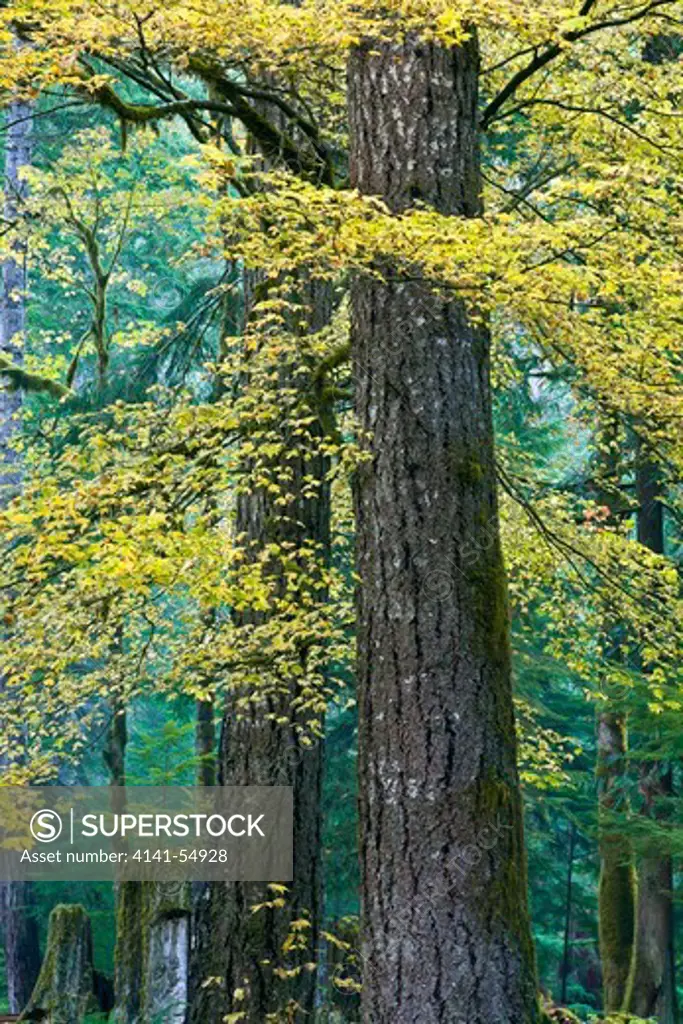 Colorful Yellow Vine Maple (Acer Circinatum) Leaves Around Douglas Fir (Pseudotsuga Menziezii) Trunks In The Staircase Area Of The North Fork Skokomish River Of Olympic National Park, Washington State, Usa