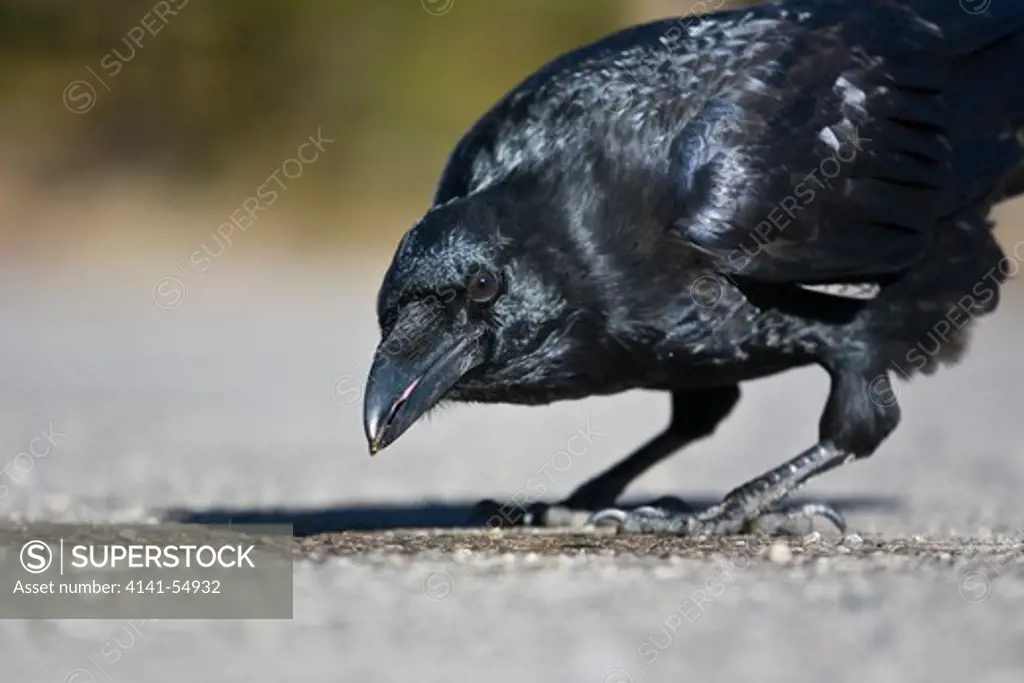 Common Raven (Aka Northern Raven) (Corvus Corax) With A Yearning For Human Foods At A Trailhead In Jasper National Park, Alberta, Canada