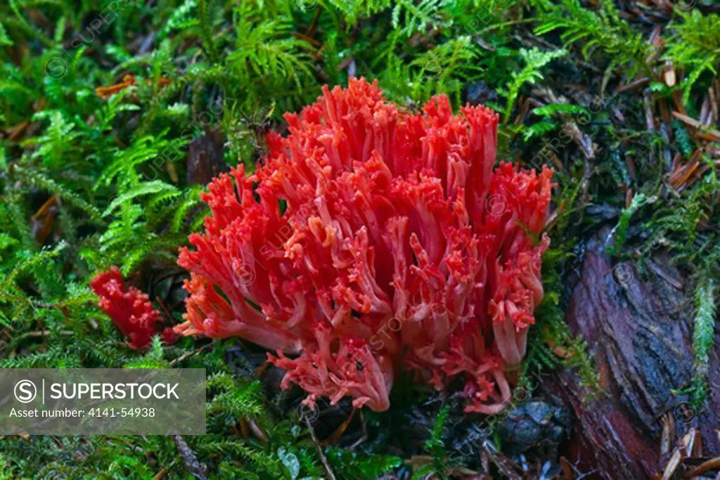 Red Coral Fungus, Ramaria Araiospora Var. Rubella, A Striking Scarlet Fungus Located In The Staircase Area Of Olympic National Park, Washington State, Usa