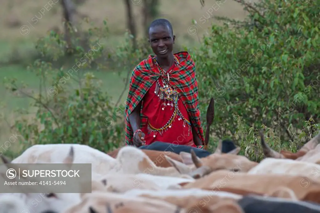 masai warrior ( a moran ) herding cattle, kenya.