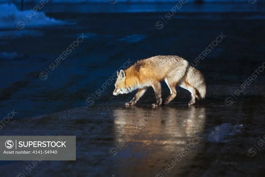 Red Fox (Vulpes Vulpes) Foraging For Human Food In The Longmire Area Of Mount Rainier National Park, Washington State, Usa